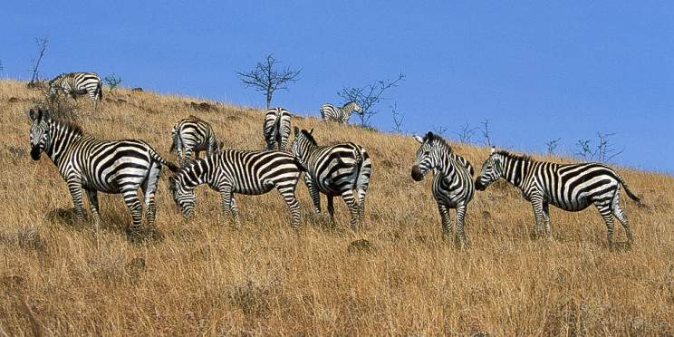 4-Day Lake Chamo and Nechisar National Park
