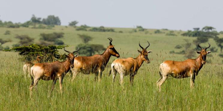 18-Day Grand Ethiopia Culture, Nature, and History Tour