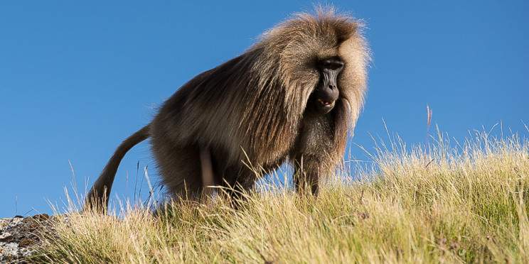 11-Day Explore Gonder, Simien, Lalibela Danakil & Tigray