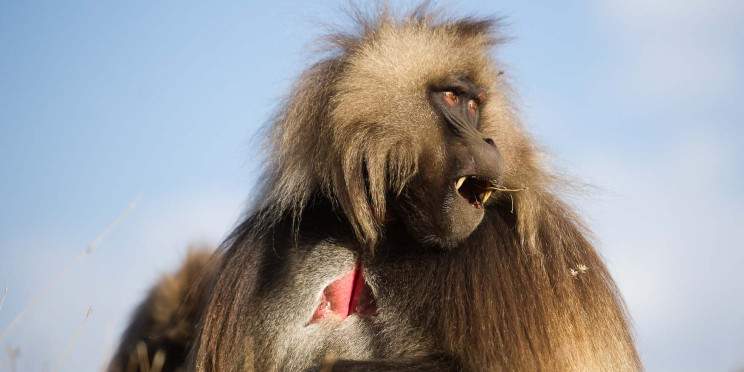14-Day Ethiopian Adventure, Mountain, Volcano &Tribe Tour