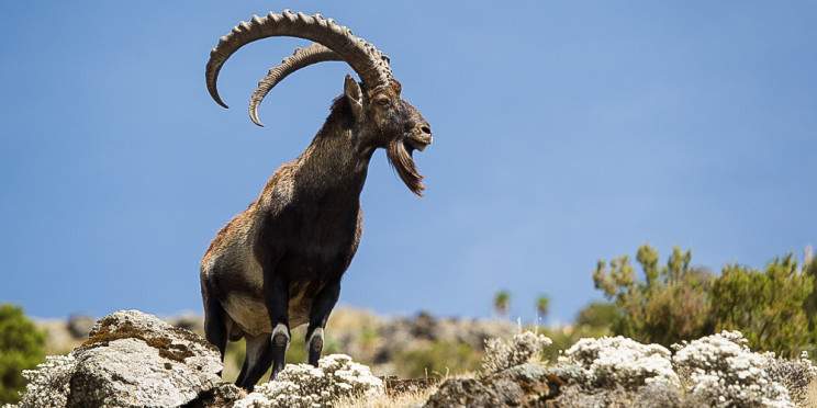 10-Day Highlands of Ethiopia Simien & Bale Mountains Tour