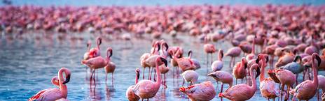 14-Day Best of Kenya, Tanzania, Rwanda, & Uganda Safari