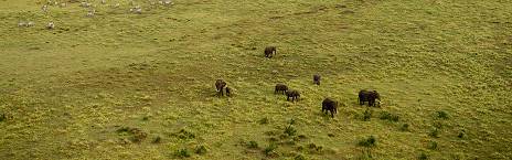 5-Day Thrilling Kenya Safari in Maasai Mara & Ol Pejeta