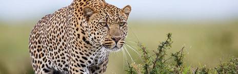 14-Day Best of Kenya, Tanzania, Rwanda, & Uganda Safari