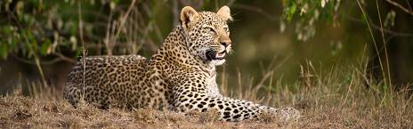 4-Day Affordable Masai Mara All Inclusive Safari