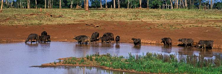 Head to the cool, misty forests of Aberdare National Park