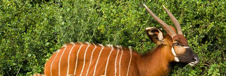 Samburu to Aberdare National Park