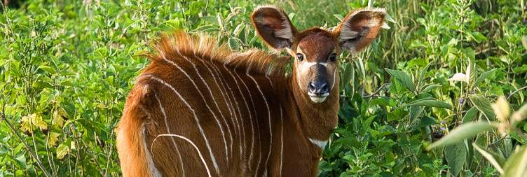 Samburu/ Aberdare National Park