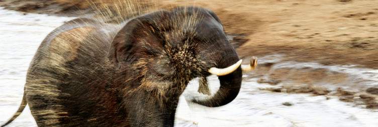 Moonlight Animal Viewing at Treetop Lodge