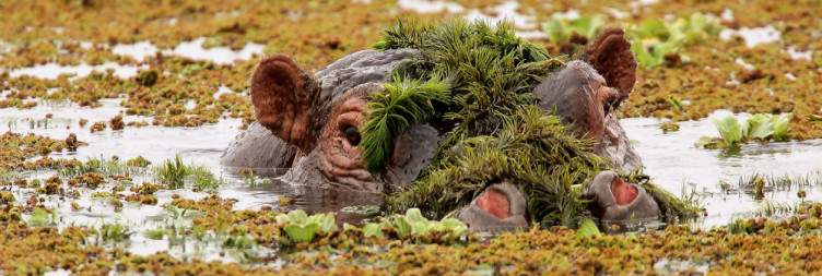 Lake Nakuru- Amboseli National Park