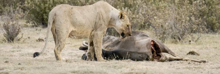 Tsavo East National Park to Amboseli National Park