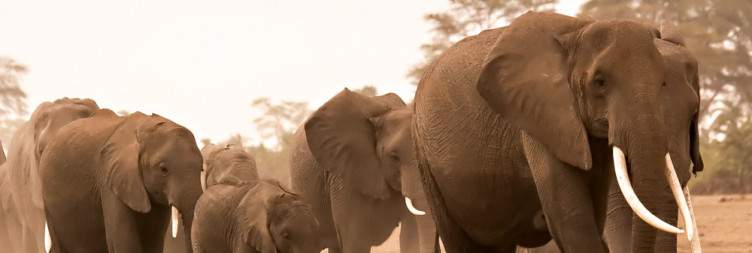 Amboseli National Park