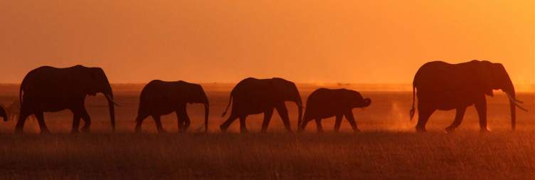 Amboseli National Park Extensive Game Drive