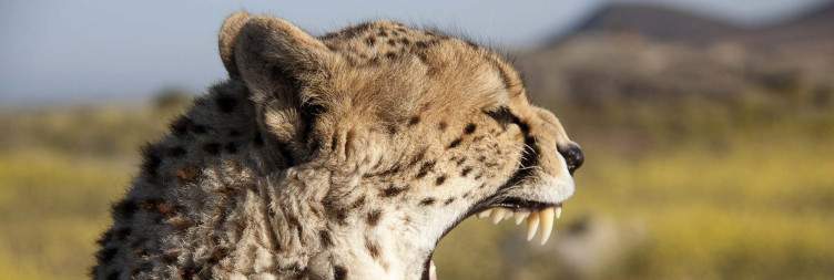 Nakuru National Park - Amboseli