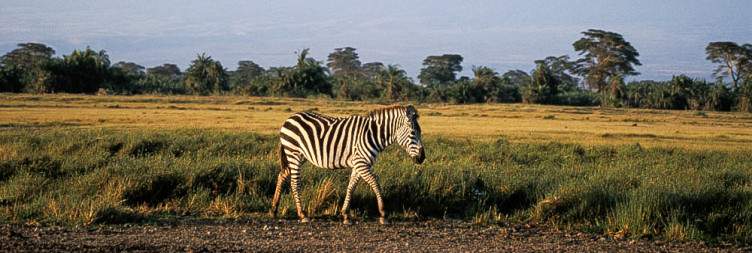 Amboseli