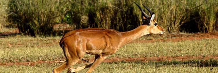 Tsavo West Amboseli