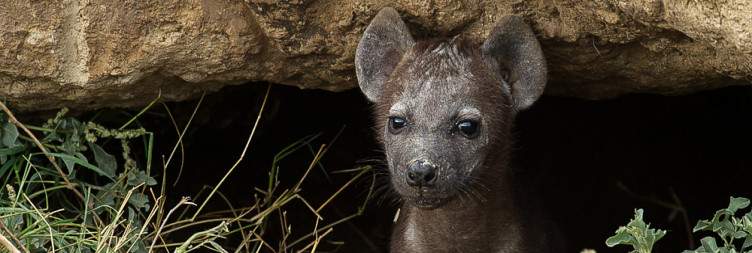 Nairobi - Amboseli National Park