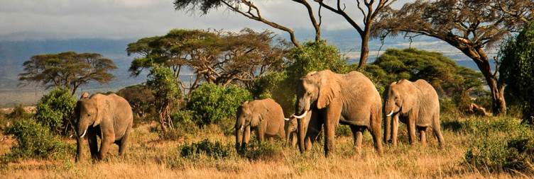 Amboseli National Park
