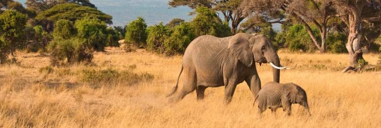 Guided game drive (Full day)