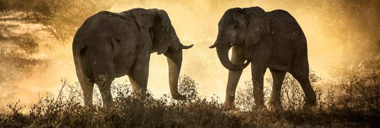 Lake Naivasha National Park to Amboseli National Park