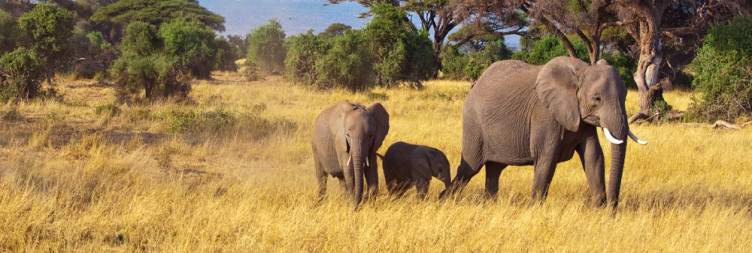 Amboseli National Park