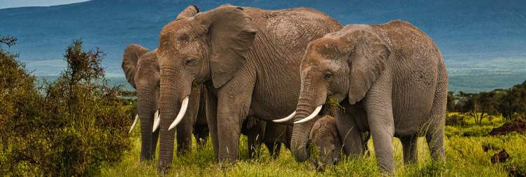 Amboseli Full Day Game Drives