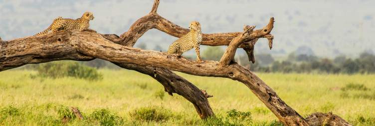 Full-day Game Drive in Amboseli National Park