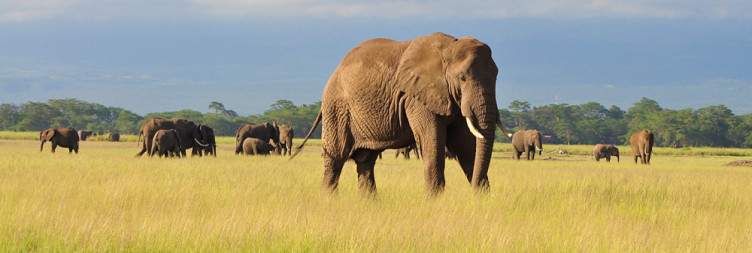 Nairobi To Amboseli NP