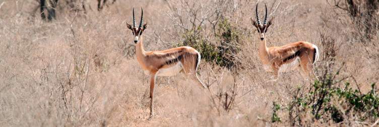 Samburu National Reserve to Buffalo Springs