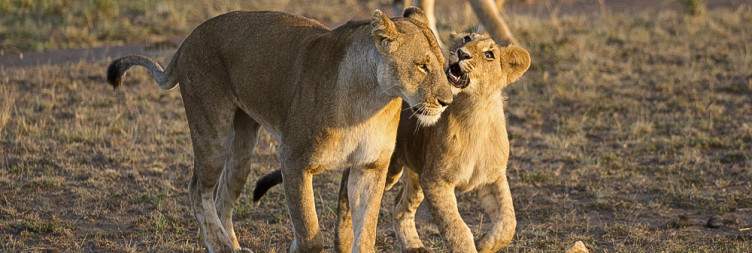 Greater Masai Mara Game Viewing