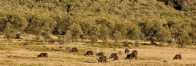 Naivasha