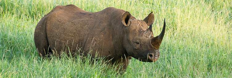 On Safari at Borana Wildlife Conservancy