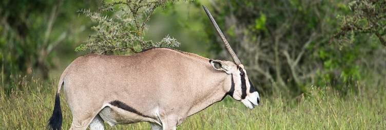 Borana Wildlife Conservancy