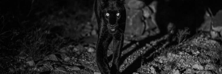 Tracking Melanistic Leopard at Ol Doinyo Lemboro Ranch