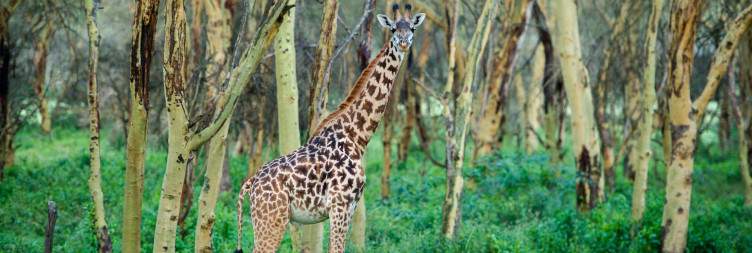 Lake Nakuru National Park~ Lake Naivasha