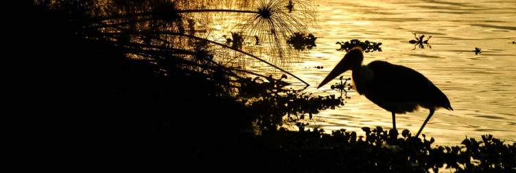 Explore Lake Nakuru & Transfer to Lake Naivasha
