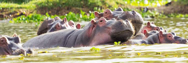 12-Day Kenya Masai Mara, Uganda Gorilla Trekking & Rwanda