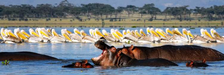 Tranquil Waters of Lake Naivasha and Boat Safari