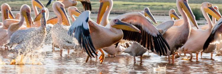 Samburu National Reserve to Lake Nakuru National Park