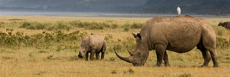 Aberdare - Lake Nakuru