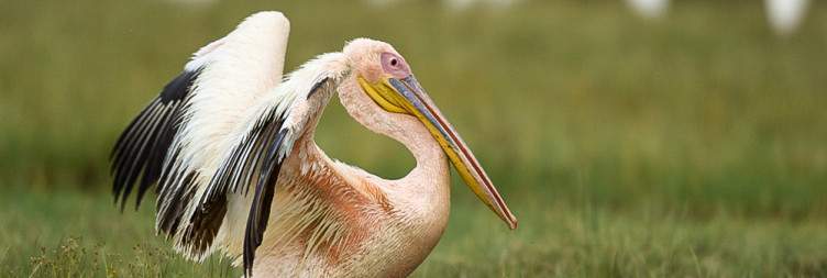 Lake Nakuru National Park