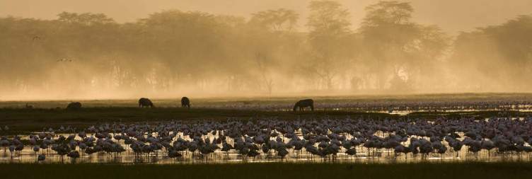 Travel to Lake Nakuru, Afternoon Game Drive
