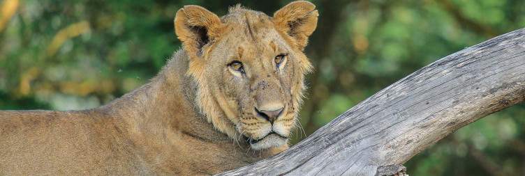 Nairobi - Lake Nakuru National Park