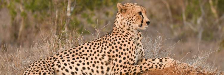 Onward to Discover the Wild Beauty of Loisaba Conservancy