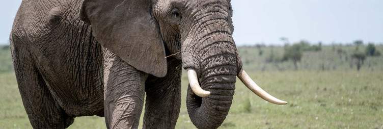 Wildlife Viewing Paradise in Mara Naboisho Conservancy