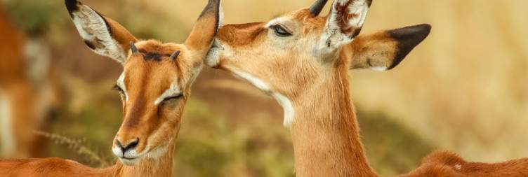 Transfer & Safari in the Masai Mara