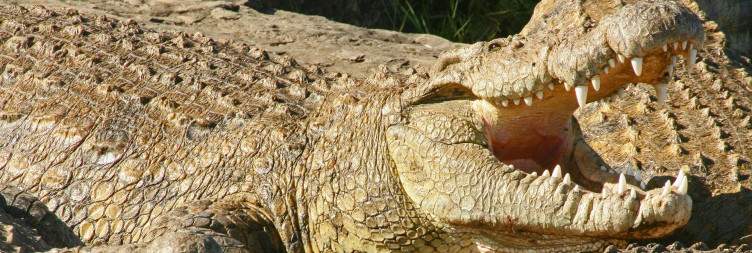 Transfer in Nairobi and Fly to Masai Mara National Reserve