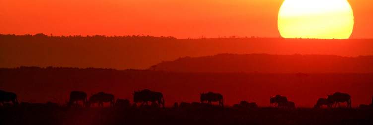 On Safari in the Masai Mara National Reserve