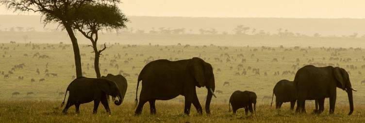 Masai Mara National Reserve