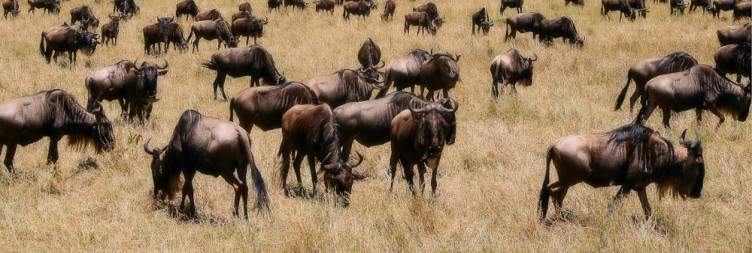 Echoes of the Plains - Journey to the Great Masai Mara